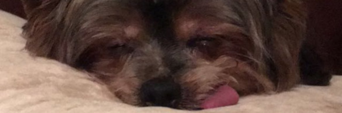 ccslloyd's profile banner image