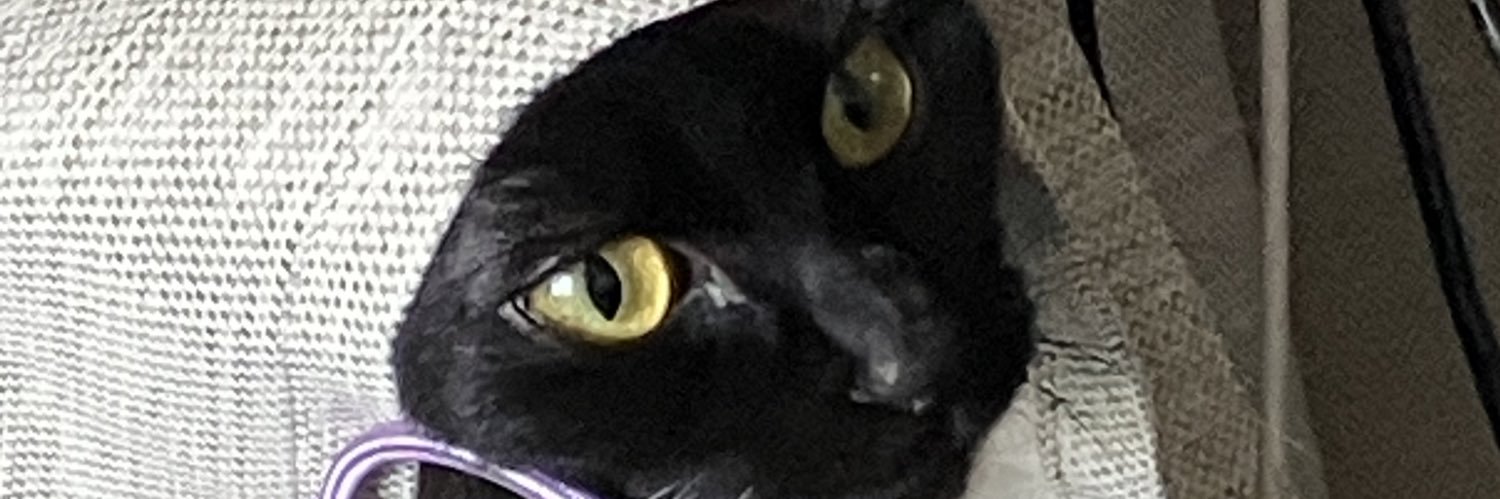 juniperberry120's profile banner image