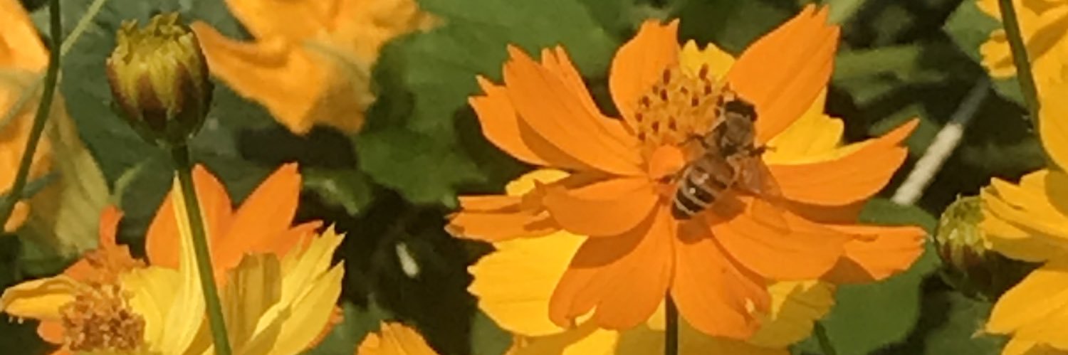 CareAnon4Life's profile banner image