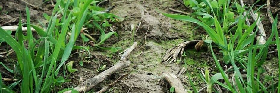 Juan Ignacio Basile banner