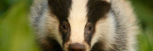 peevishbadger's profile banner image