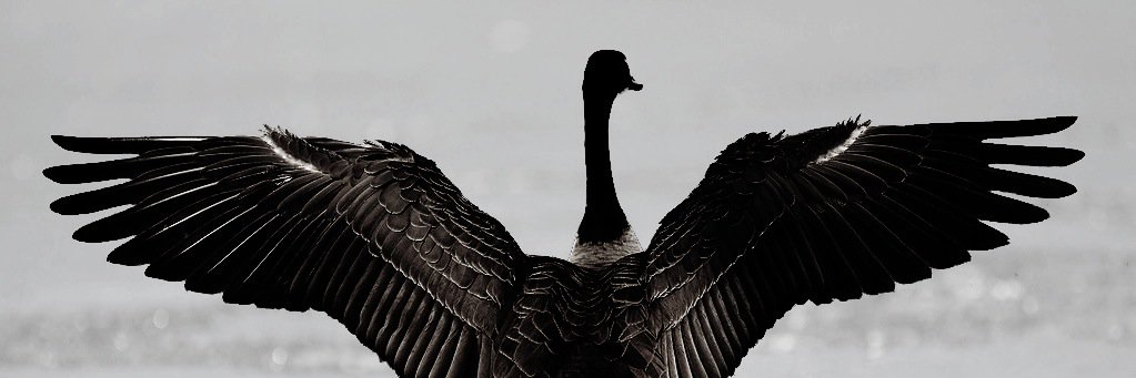 AnserinaFilms's profile banner image