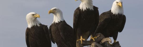 DavidYoureeElem Profile Banner