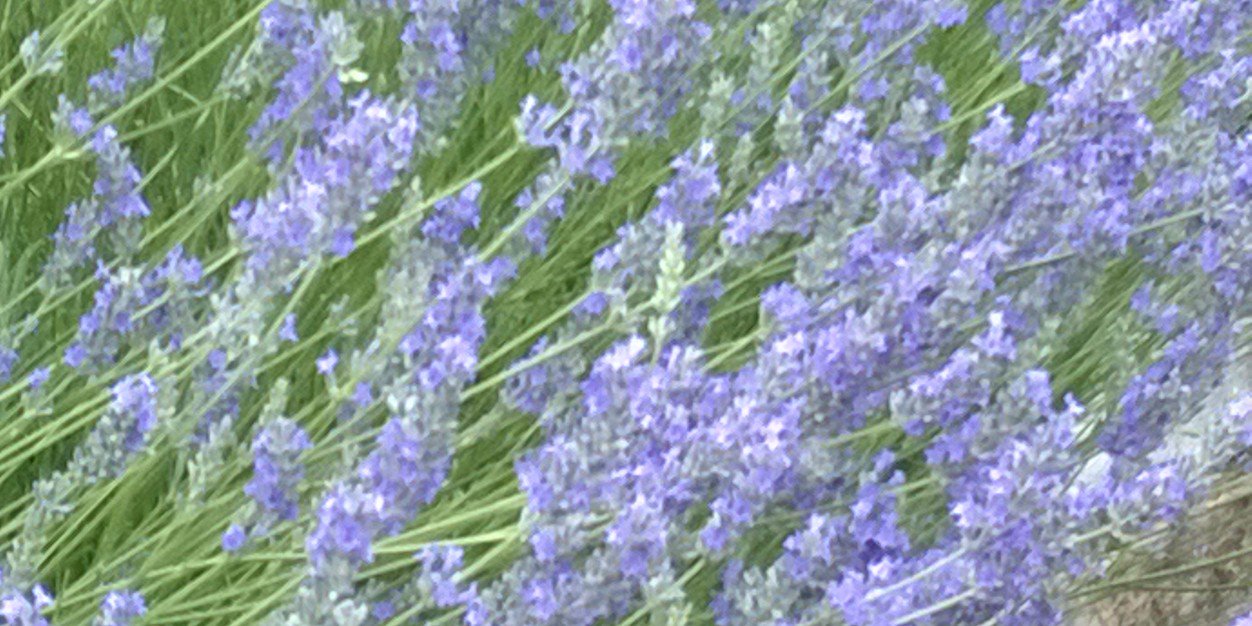 mrosaball's profile banner image