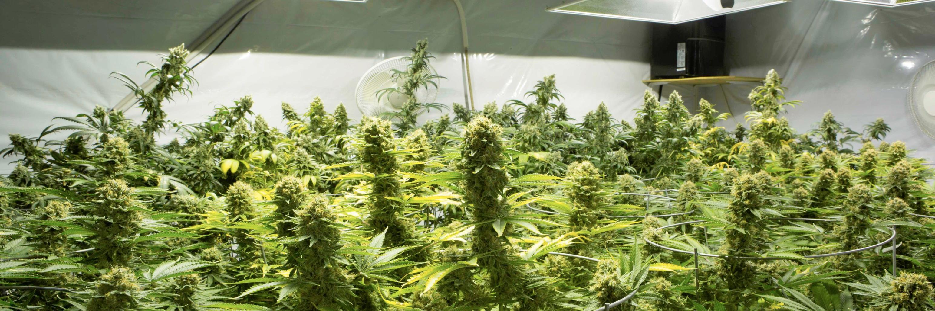 AiroClean420's profile banner image