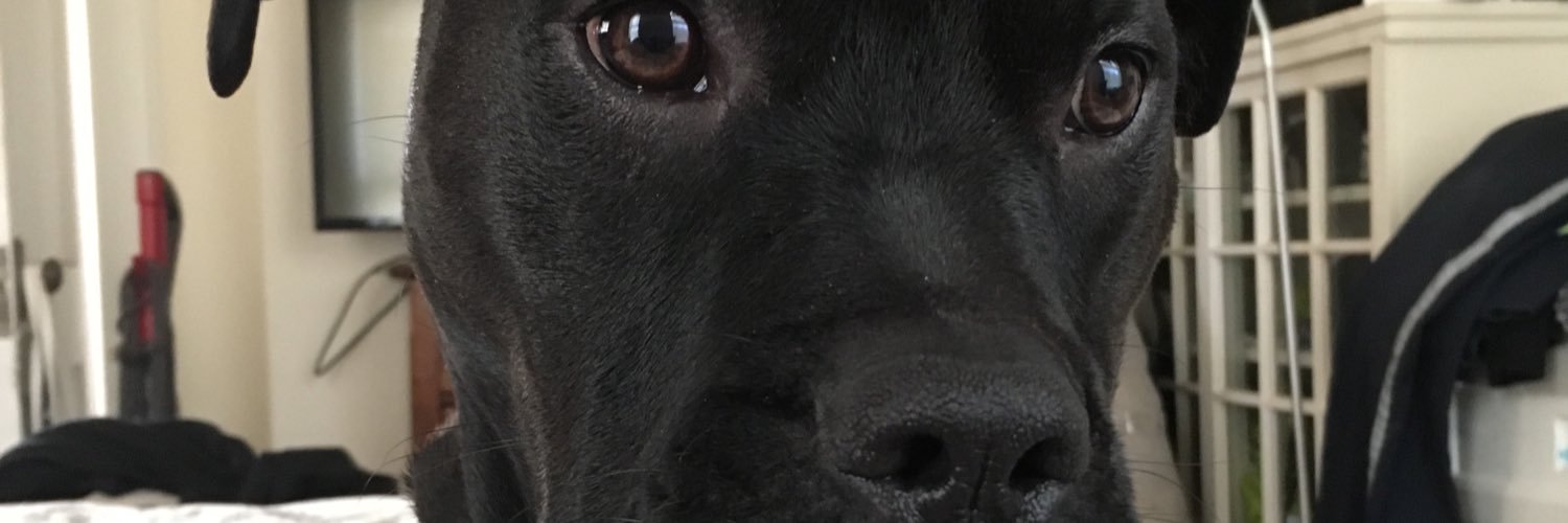 Vic Mastrorocco banner