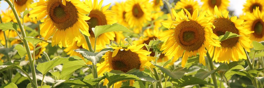 Susan McCandless banner