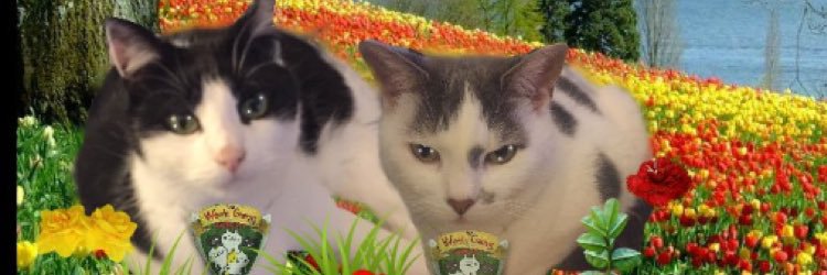 loki_abby's profile banner image