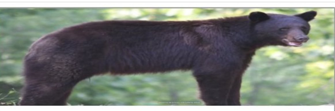sara jane banner