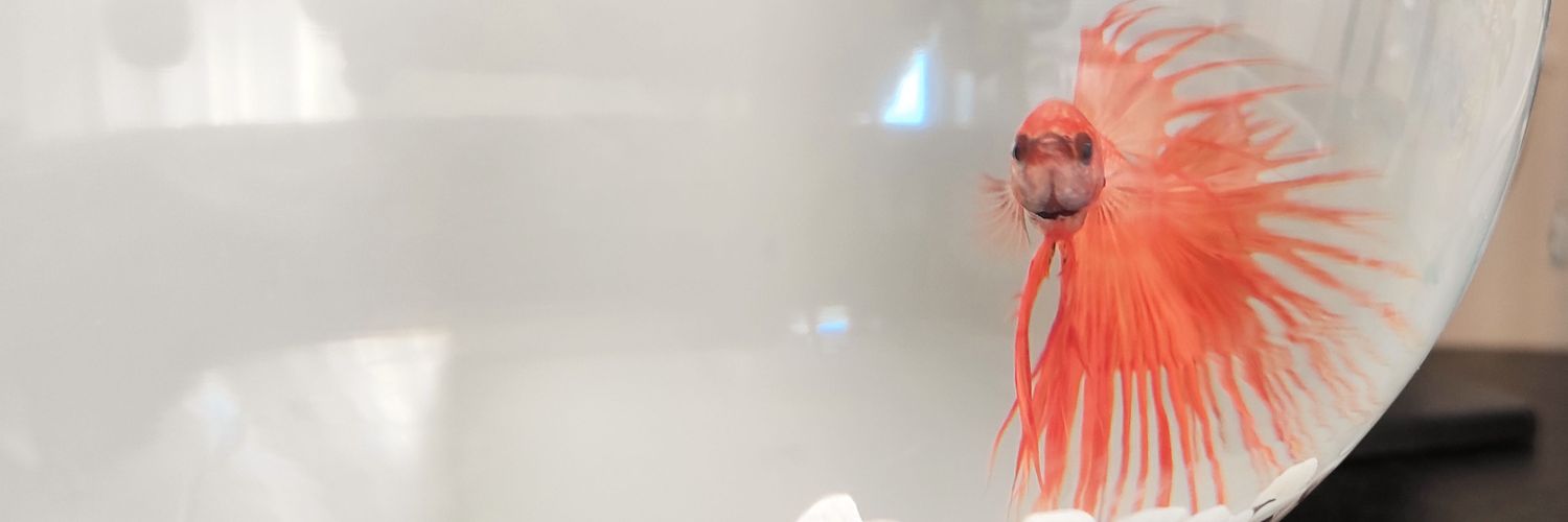 ascnrllh's profile banner image
