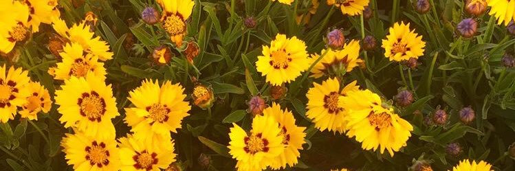 emmaalannaa's profile banner image