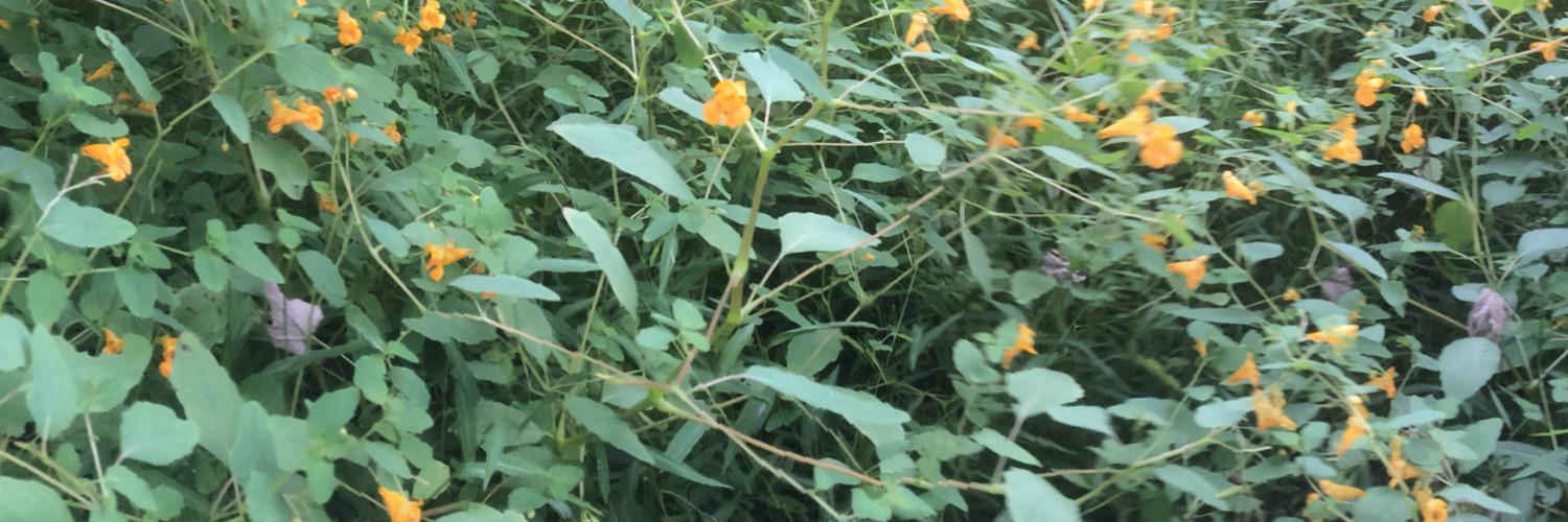 caterpieharry's profile banner image