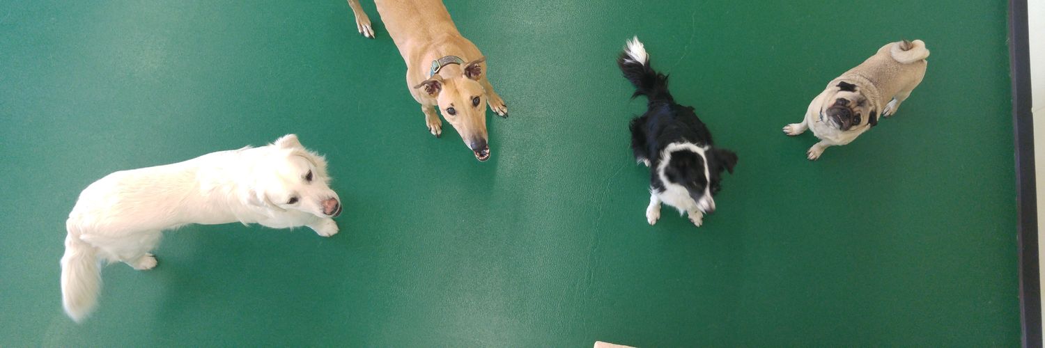 CreeksidePets's profile banner image