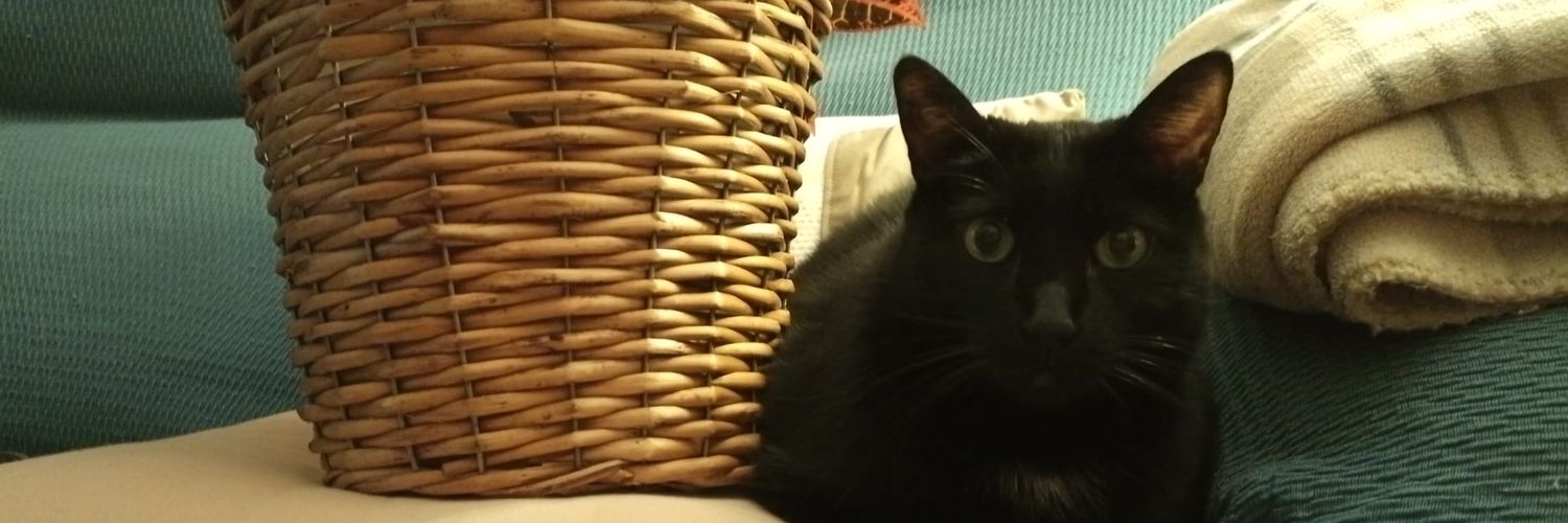 Laura Frischmann ☄ banner