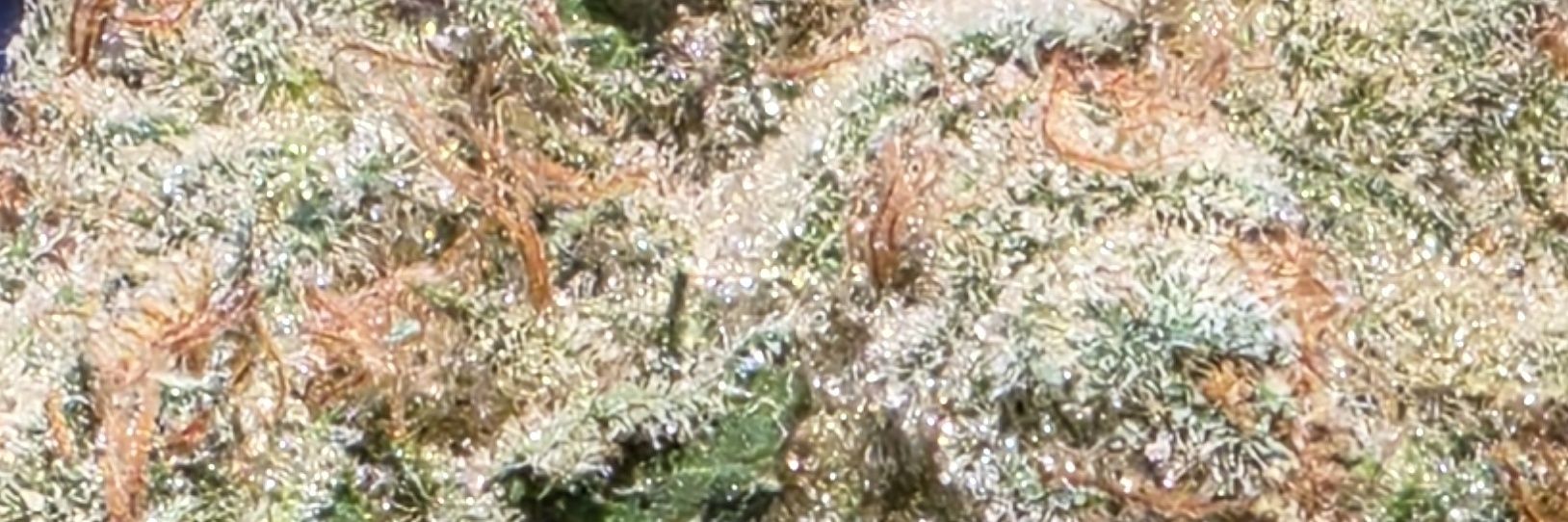 Mattohno_'s profile banner image