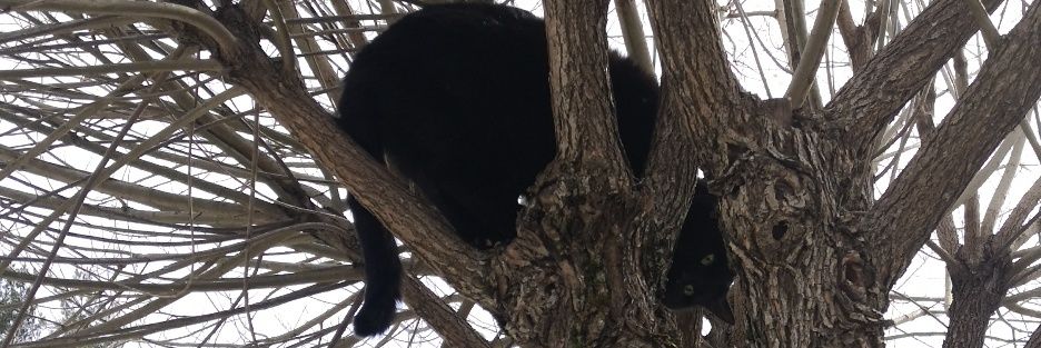 Neetuu_'s profile banner image