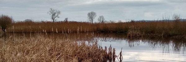 DParravani Profile Banner