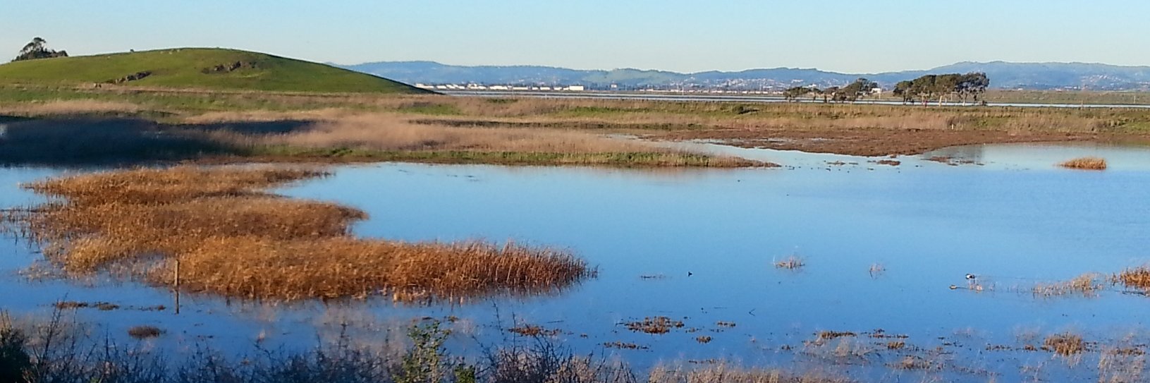 ((Platinum Cat))֍🇺🇸🇵🇱 banner