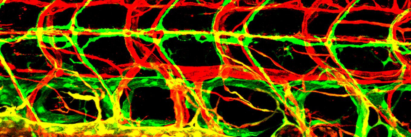 Hyun Min Jung banner