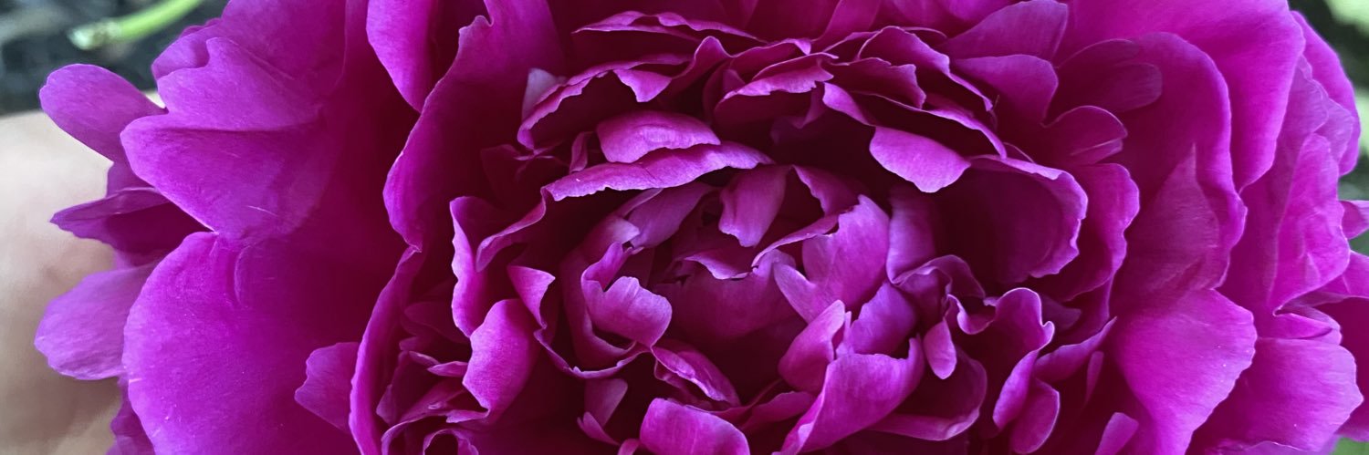 gracelewis31's profile banner image
