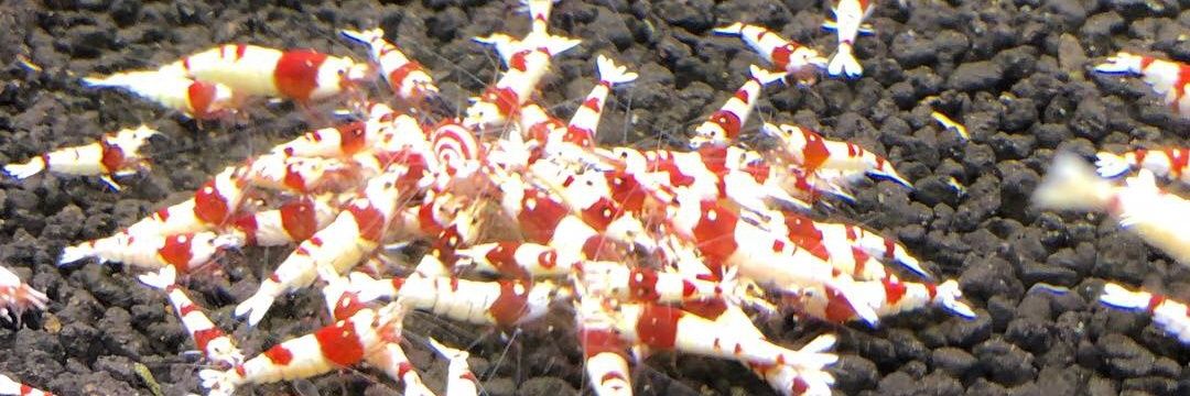 anera shrimp banner