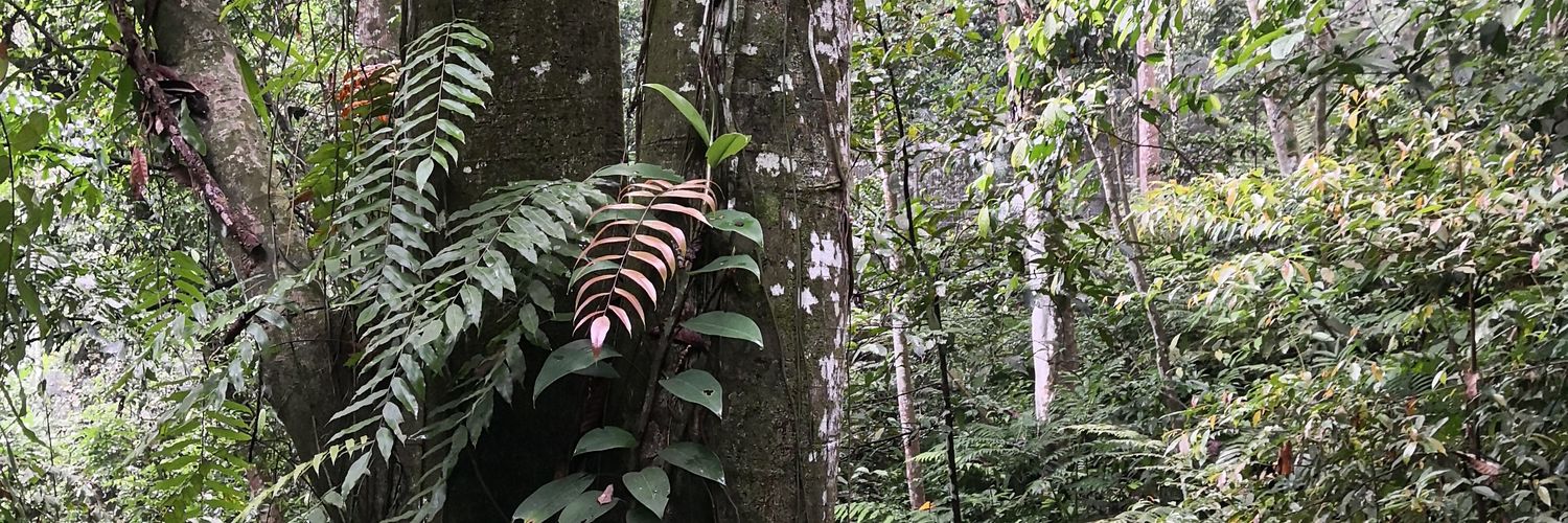 jungleswatcher's profile banner image