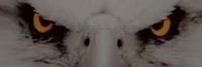 The Vigilant 🟢🙏4🇺🇸🦅 banner