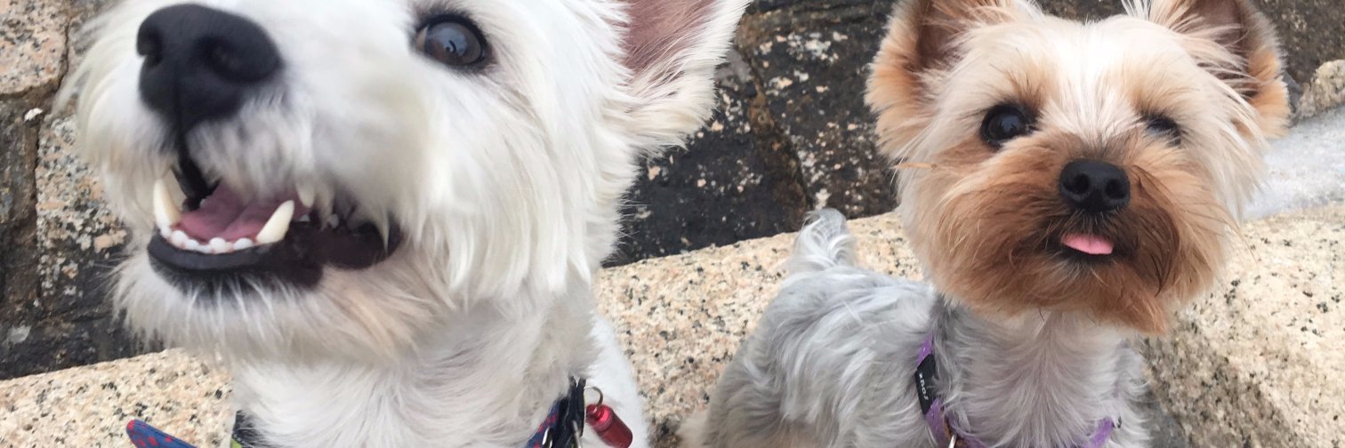 Bilbo Teddy Foxy banner