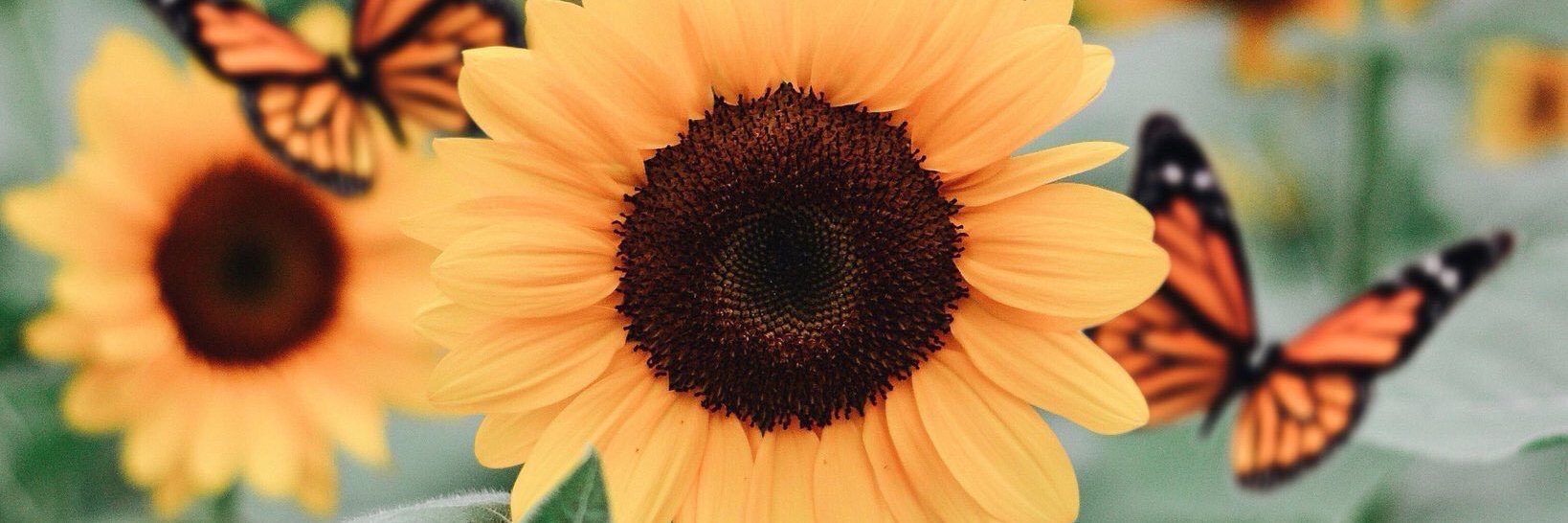 jamarahowens's profile banner image