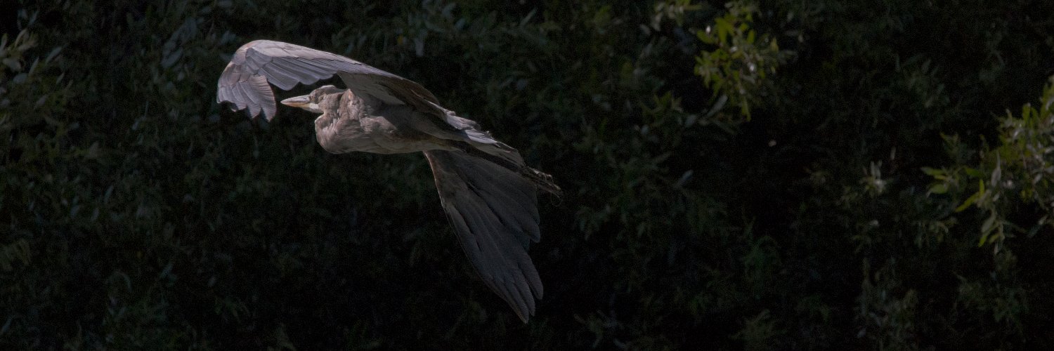 Andrea Januta banner