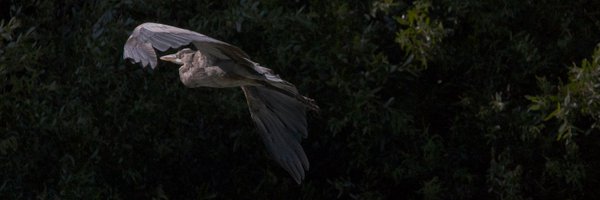 andreajanuta Profile Banner
