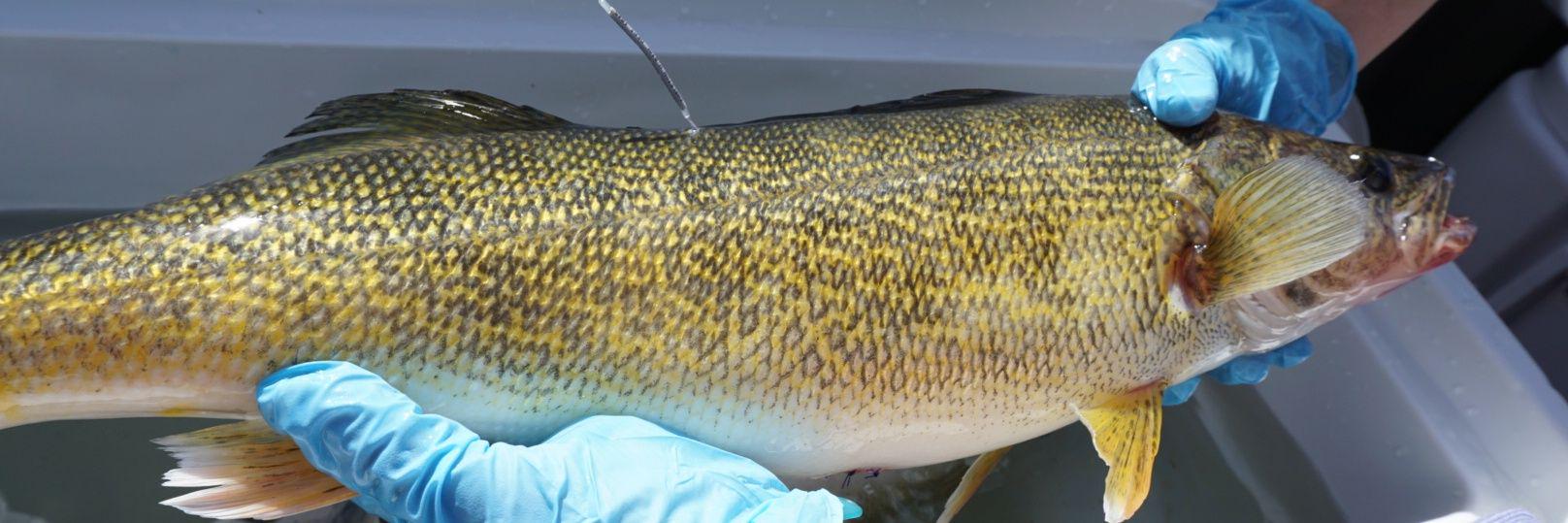 hhfishtracking's profile banner image