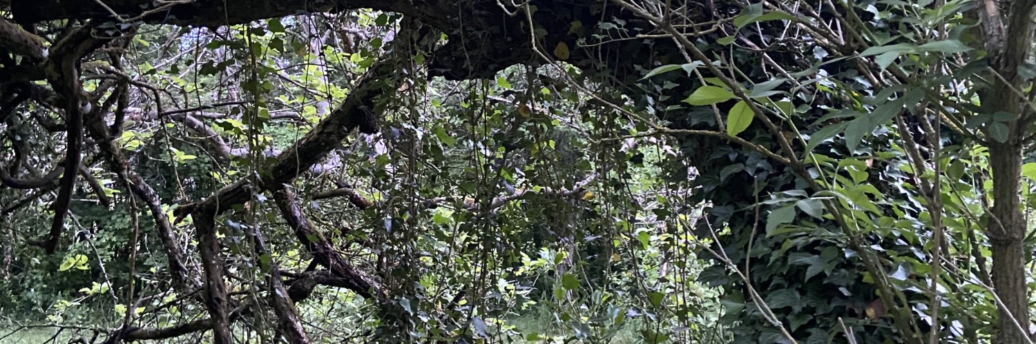 Pauh - SheisaMetz Tattoo 🌙 banner