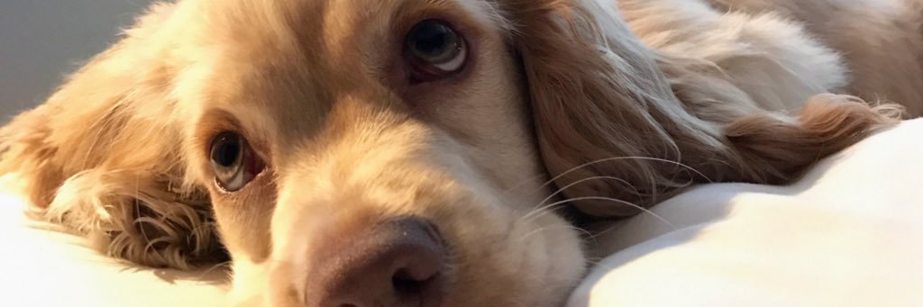TurnerJenna's profile banner image