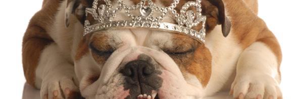 florenceforesti banner