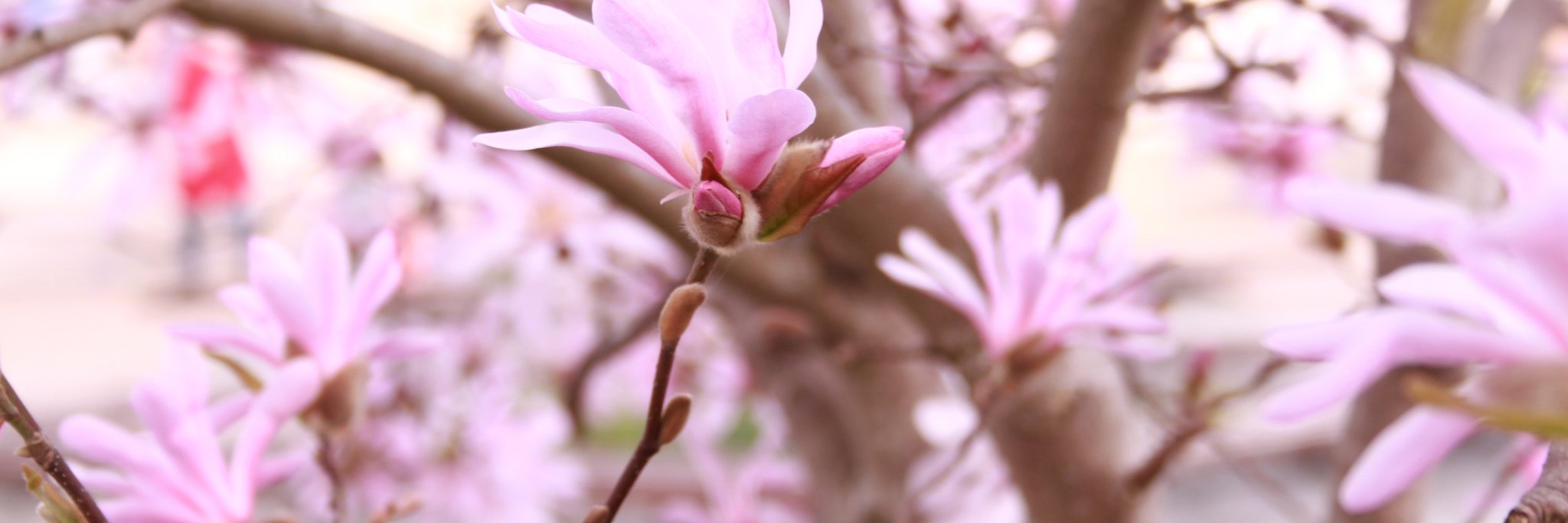 DrFioryn's profile banner image
