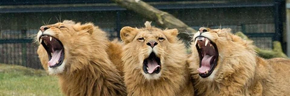 Vidz And Things banner