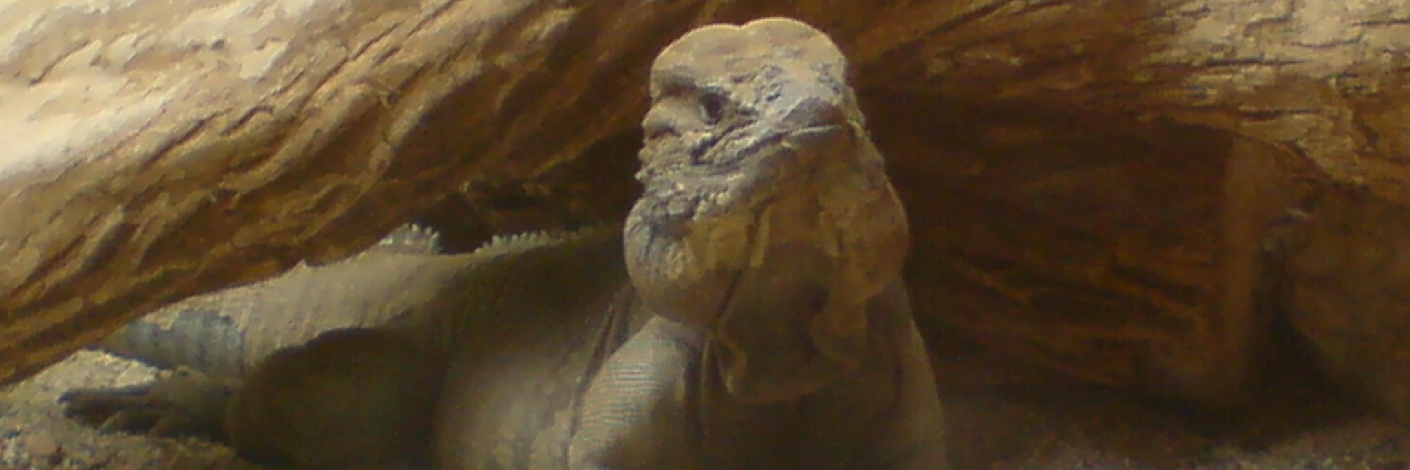 plitzutonner's profile banner image