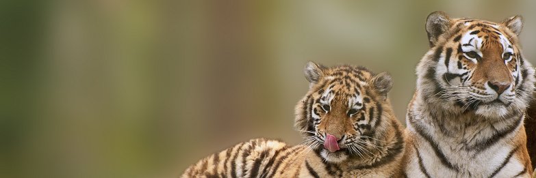 Sparrowontree's profile banner image