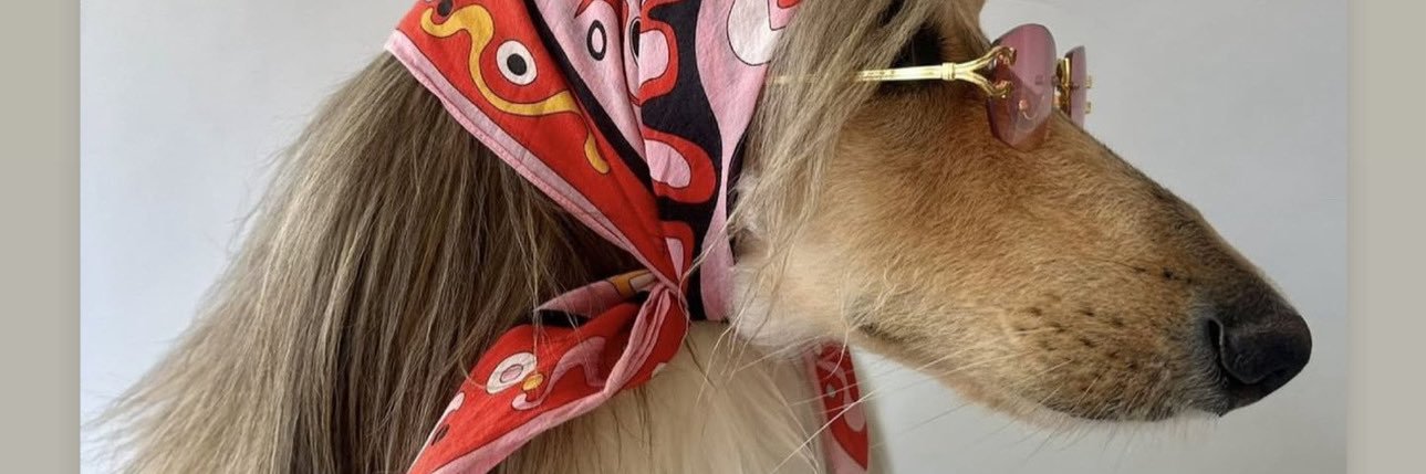 CandyEsteves's profile banner image