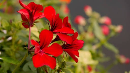 tain_aarocha's profile banner image
