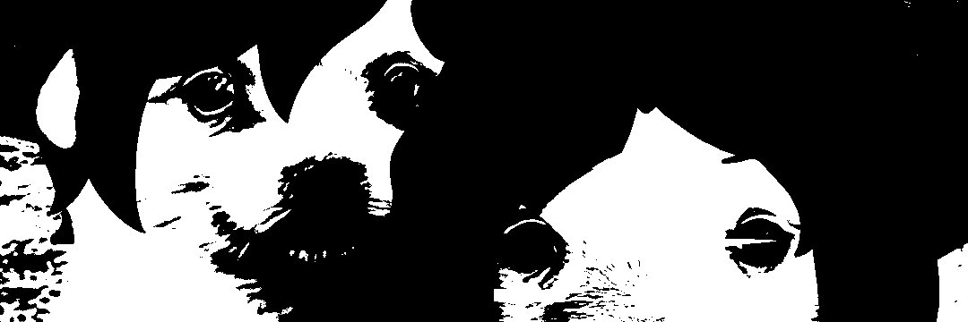 rodrisamugo's profile banner image