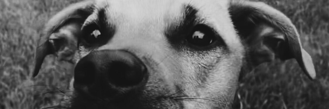 sararipke's profile banner image
