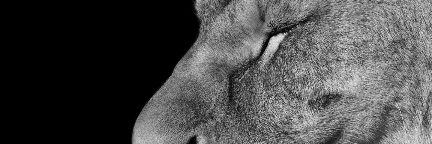 SeamlessShasta's profile banner image