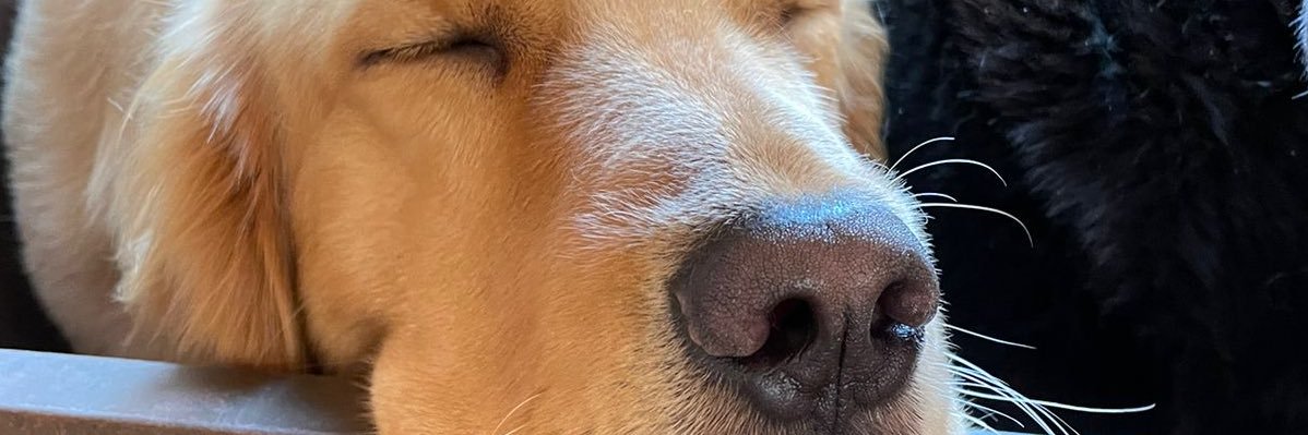 caanastasio's profile banner image
