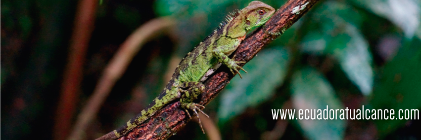 EcuadorAlcance's profile banner image