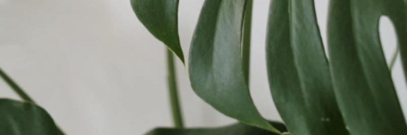 nikkidawson08's profile banner image