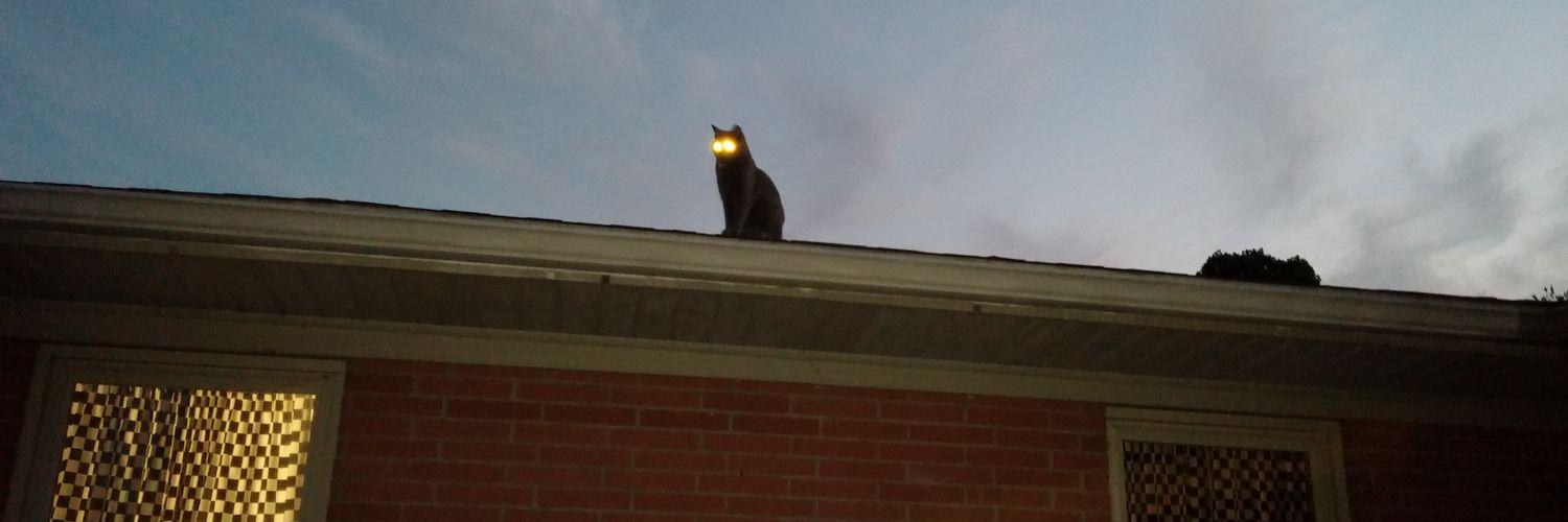 CatLadySaraAR's profile banner image