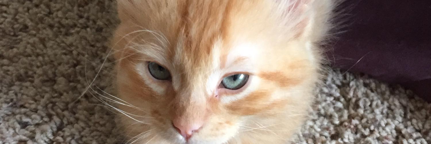 denalsballs's profile banner image