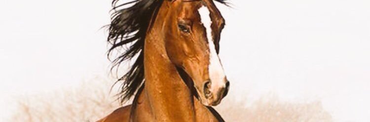 shanol11's profile banner image
